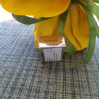 Духи Eros Eau De Toilette от Versace