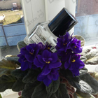 Отзыв Marc Jacobs Cucumber Splash 2016