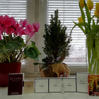 Отзыв Pitbull Cuba