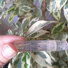 Отзыв Giorgio Armani Si Fiori