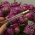 Купить Indian Venus от Haute Fragrance Company