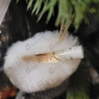 Духи Ivanka Trump от Ivanka Tramp