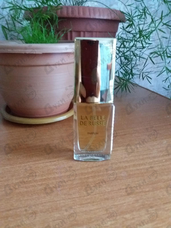 Купить Новая Заря Русская красавица