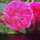 Духи Miss Dior Rose N'Roses от Christian Dior