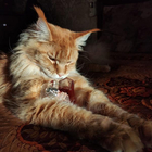 Отзыв Lancome La Nuit Tresor Nude