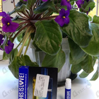 Парфюм Zadig & Voltaire This Is Love!