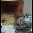 Духи Wanted Girl Tonic от Azzaro
