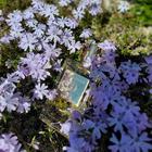 Парфюм Mizensir Solar Blossom