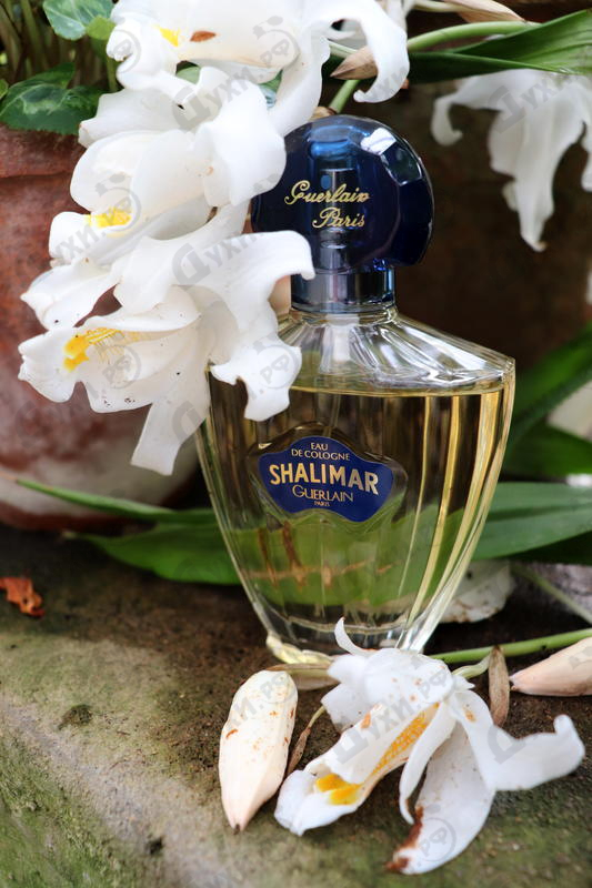 Парфюмерия Shalimar Eau De Cologne от Guerlain