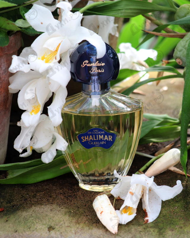 Купить Shalimar Eau De Cologne от Guerlain