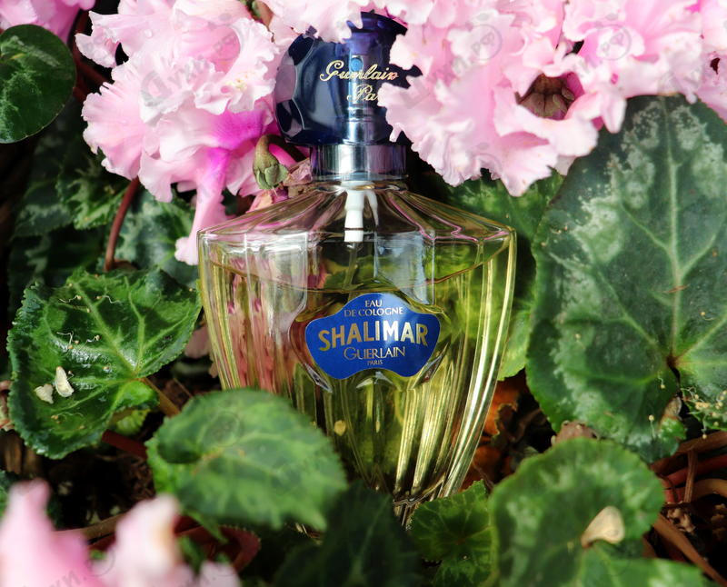 Отзыв Guerlain Shalimar Eau De Cologne