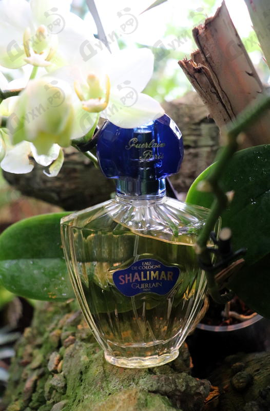 Отзыв Guerlain Shalimar Eau De Cologne