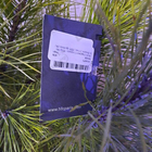 Парфюм Haute Fragrance Company Wrap Me In Dreams