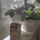 Отзывы Memo Sintra