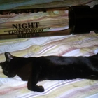 Парфюм Prada Candy Night