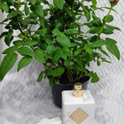 Отзывы Initio Musk Therapy