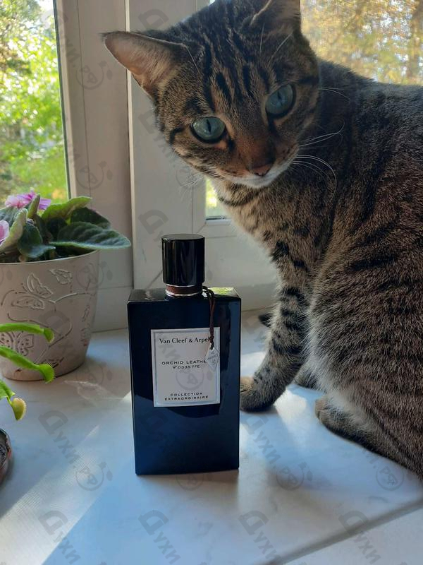 Парфюмерия Orchid Leather от Van Cleef & Arpels