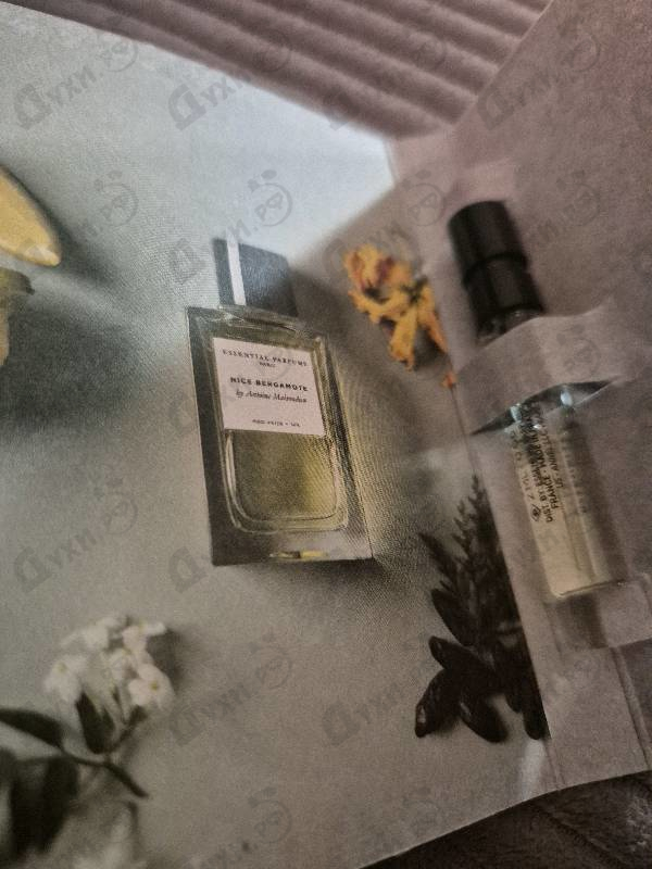 Купить Nice Bergamote от Essential Parfums