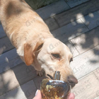 Отзывы Lolita Lempicka Le Parfum 2021