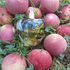 Купить Le Parfum 2021 от Lolita Lempicka