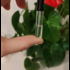 Духи The Musc от Essential Parfums