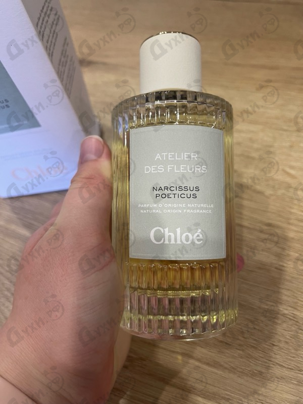 Купить Narcissus Poeticus от Chloe