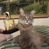 Духи Gold от Amouage Купить Amouage Gold