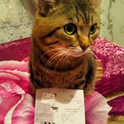 Духи Orange X Santal от Essential Parfums