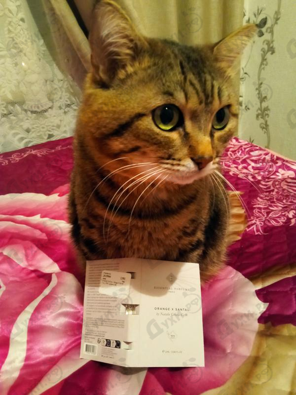 Отзывы Essential Parfums Orange X Santal