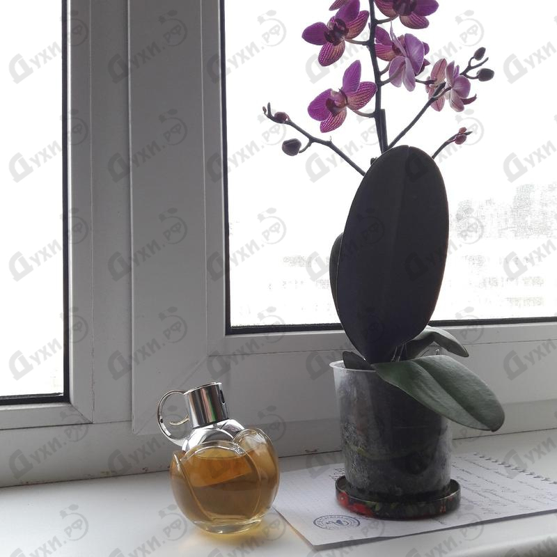 Духи Wanted Girl от Azzaro Парфюмерия Azzaro Wanted Girl