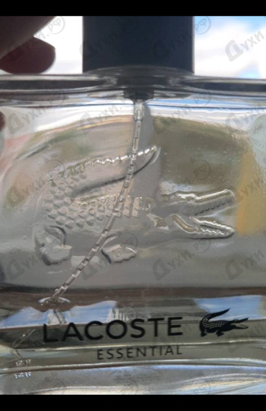 Отзыв Lacoste Essential