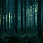 Отзыв Lalique Encre Noire