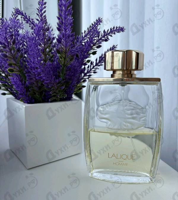 Купить Lion от Lalique