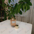 Духи Desert Eden от Estee Lauder