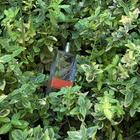 Парфюм Armand Basi In Red