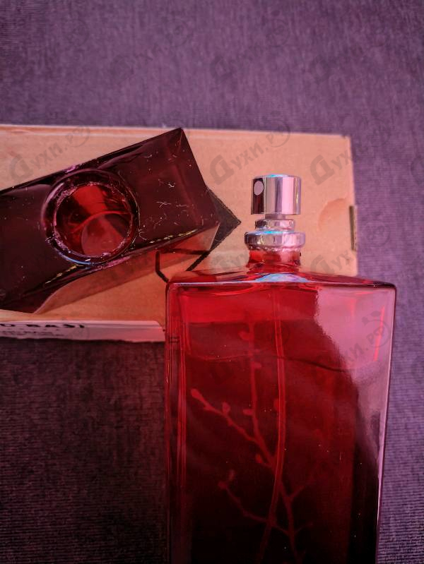 Купить Armand Basi In Red