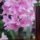 Духи Hugo Deep Red от Hugo Boss