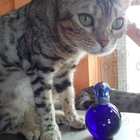 Отзыв Britney Spears Midnight Fantasy