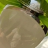 Отзывы Bvlgari Omnia Crystalline Парфюмерия Omnia Crystalline от Bvlgari