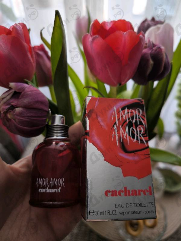 Купить Cacharel Amor Amor