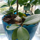 Парфюм Cacharel Noa