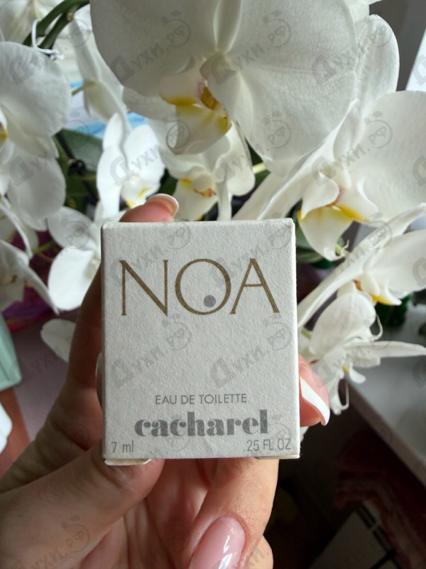 Купить Noa от Cacharel
