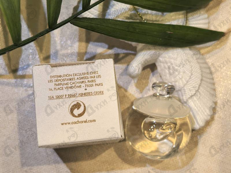 Купить Noa от Cacharel