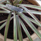 Парфюм Giorgio Armani Si Passione Eclat De Parfum