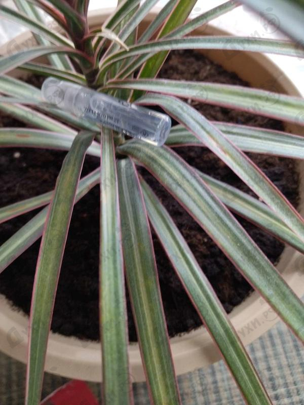 Парфюмерия Giorgio Armani Si Passione Eclat De Parfum Парфюмерия Si Passione Eclat De Parfum от Giorgio Armani