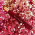Купить Allegra Baciami от Bvlgari