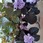 Отзыв Cerruti 1881