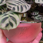 Духи 1881 от Cerruti