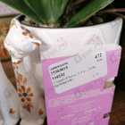 Отзывы Chanel Chance