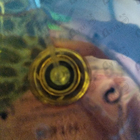 Отзыв Chopard Casmir